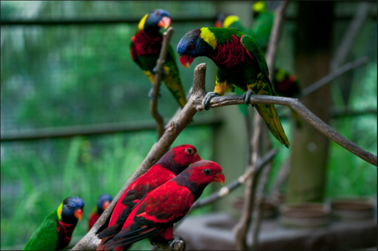 taman burung kl