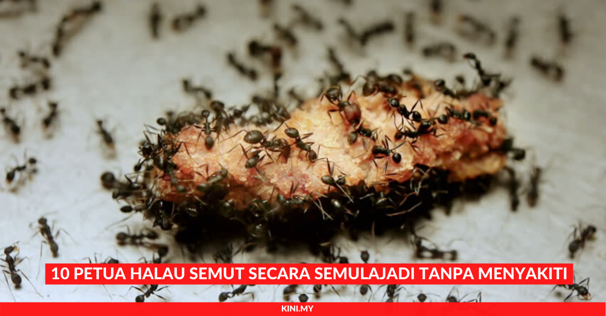 10 Petua Halau Semut Secara Semulajadi Tanpa Menyakiti
