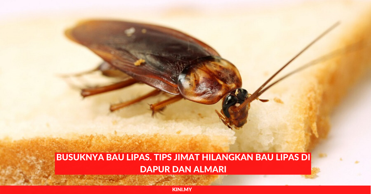 Busuknya Bau Lipas. Tips Jimat Hilangkan Bau Lipas Di Dapur Dan Almari