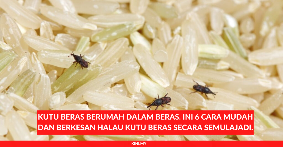Kutu Beras Berumah Dalam Beras. Ini 6 Cara Mudah Dan Berkesan Halau Kutu Beras Secara Semulajadi.