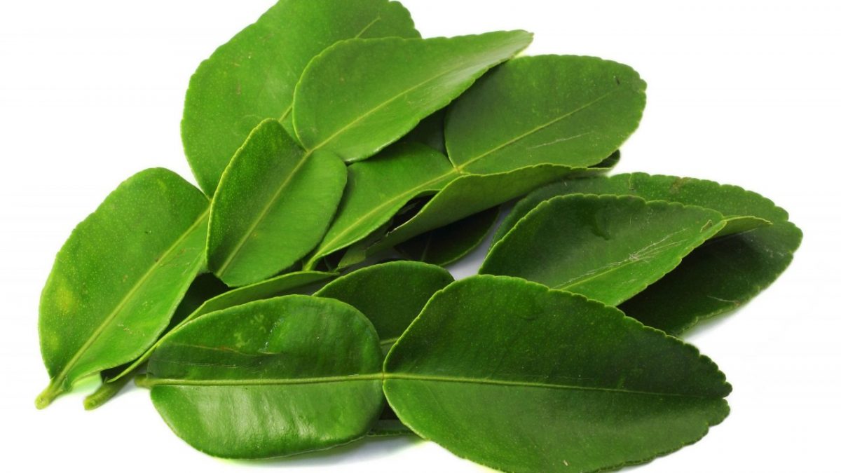daun limau purut