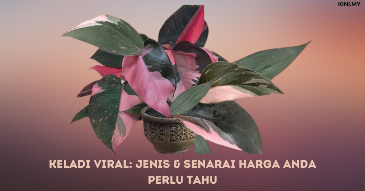 Keladi Viral: Jenis & Senarai Harga Anda Perlu Tahu