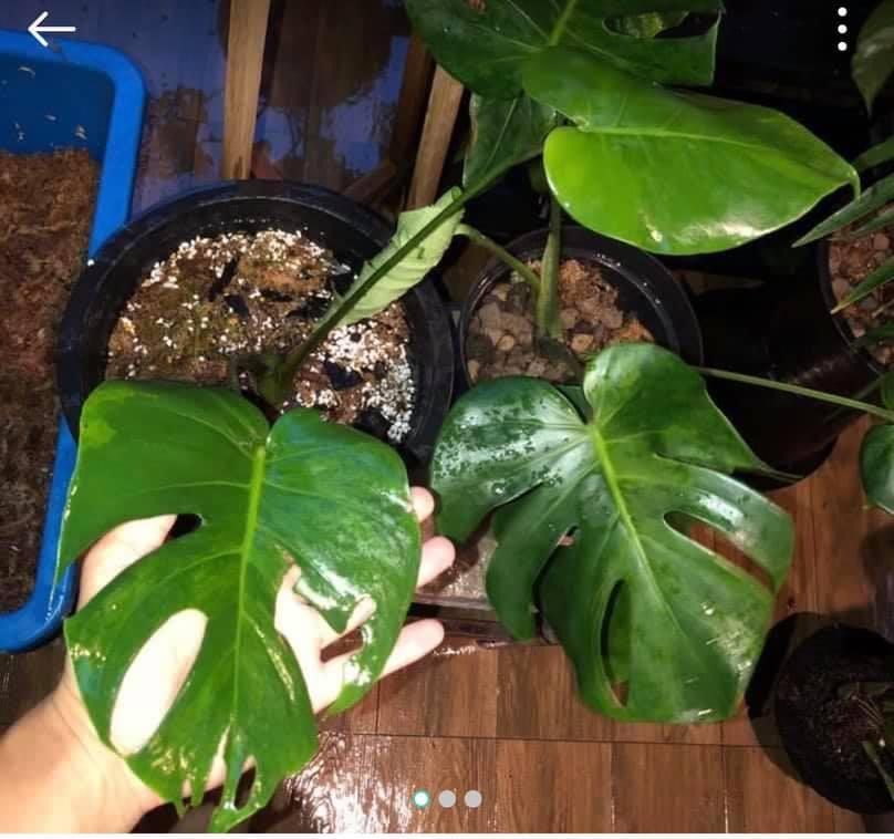 Keladi Viral: Jenis & Senarai Harga Anda Perlu Tahu