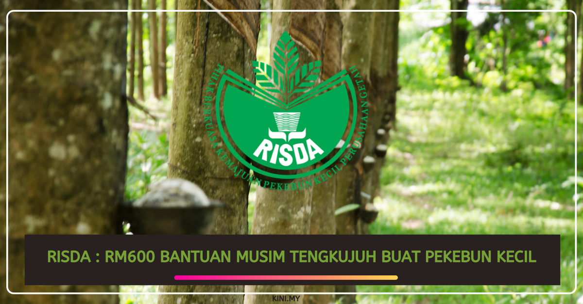 RISDA : RM600 Bantuan Musim Tengkujuh Buat Pekebun Kecil