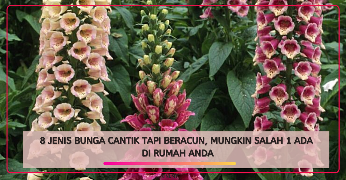 8 Jenis Bunga Cantik Tapi Beracun, Mungkin Salah 1 Ada Di Rumah Anda