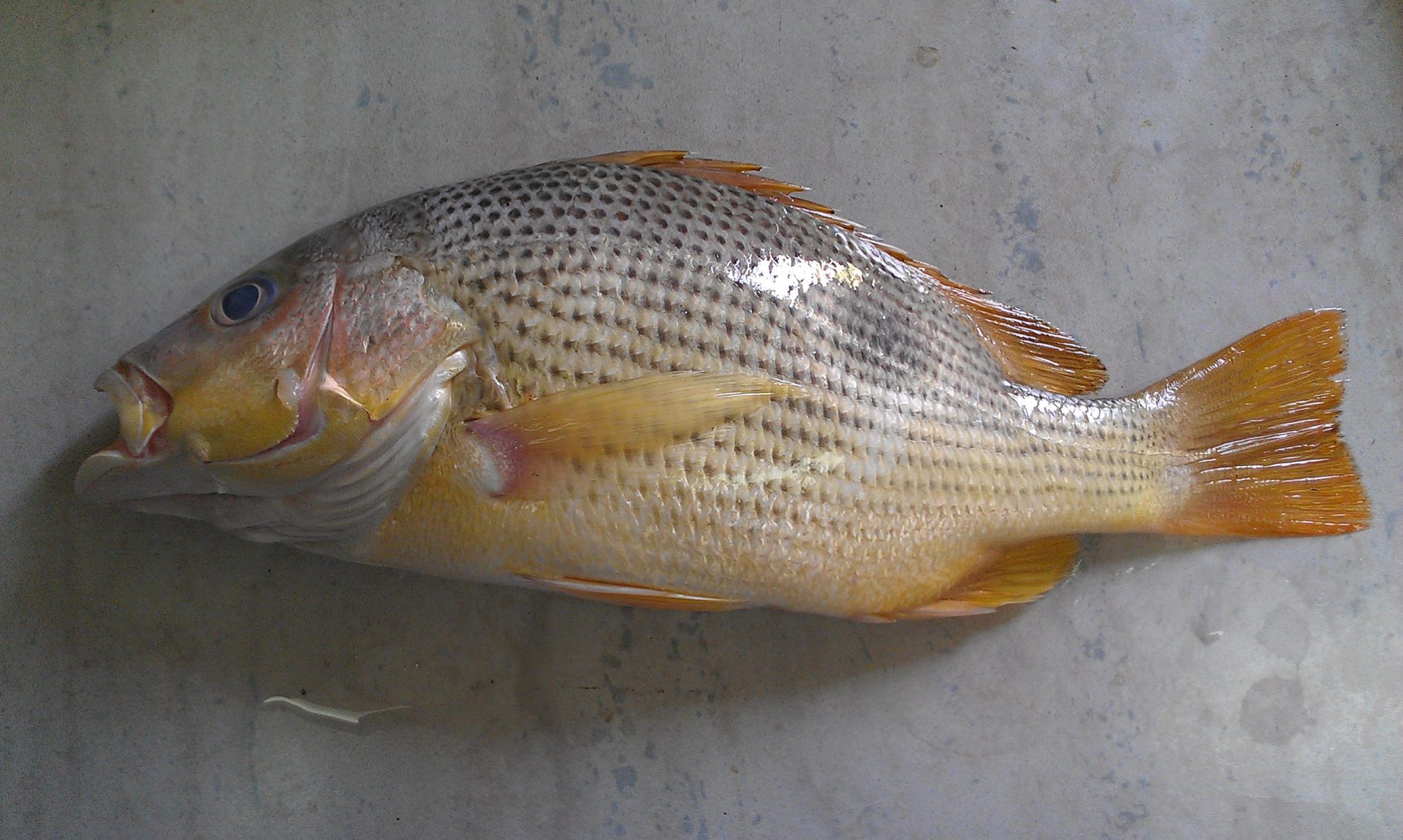 Selain Kari, Ikan Jenahak Juga Sedap Dibakar Dengan Sambal Kelapa. Ini Resepinya